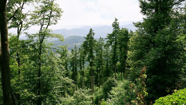 Matériaux naturels : le choix essentiel pour un projet réussi